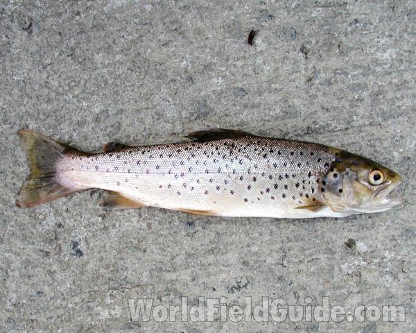 Recent Catch - Female Silhouette<br>(Location of Picture: Okanogan, Washington, USA)