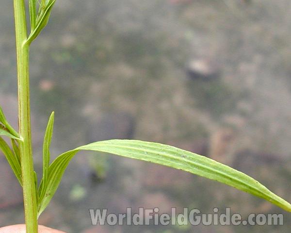 Leaf<br>(Location of Picture: Okanogan, Washington, USA)