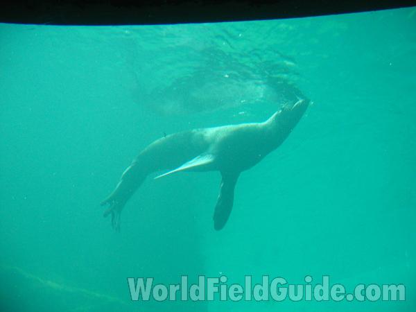 Aquarium View<br>(Location of Picture: Seattle Aquarium, Washington, USA)