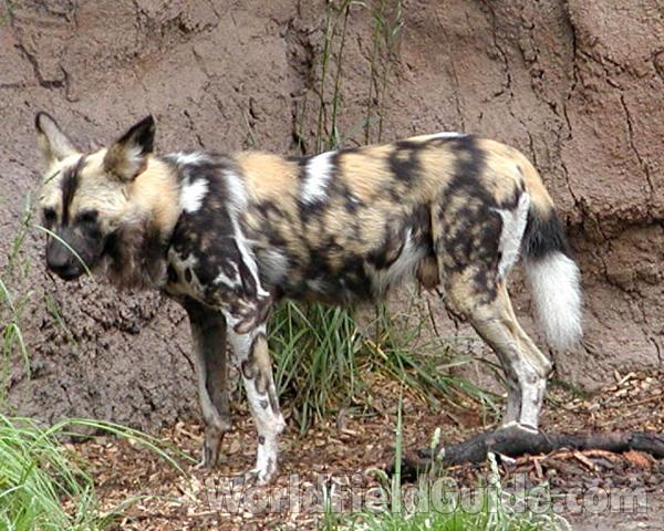 Zoo Image<br>(Location of Picture: Woodland Zoo, Seattle, Wa USA, '04)