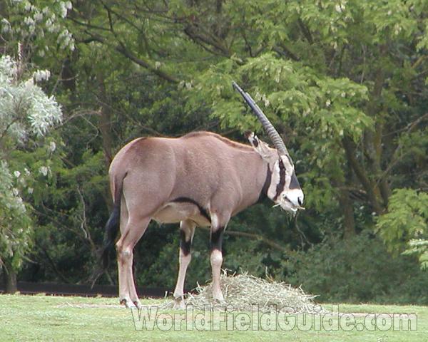 Side View<br>(Location of Picture: Woodland Zoo, Washington, USA)