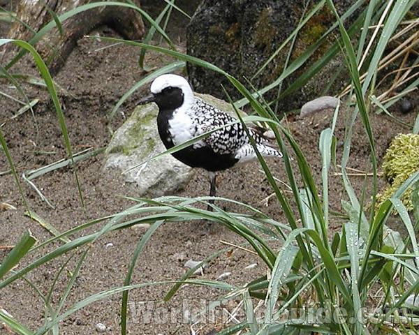 Side View<br>(Location of Picture: Seattle, Washington, USA)