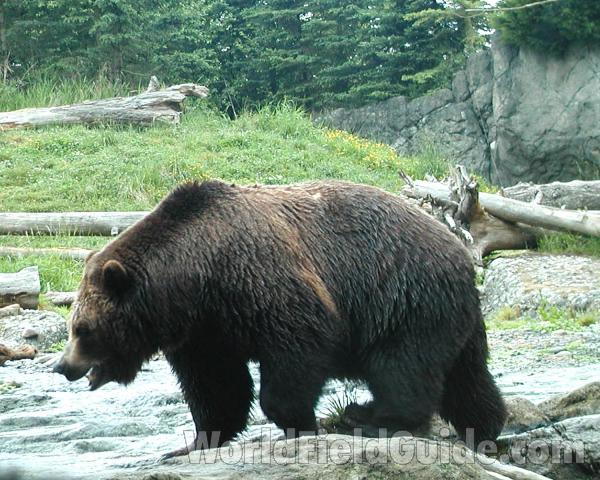 Side View<br>(Location of Picture: Woodland Zoo, Washington, USA)