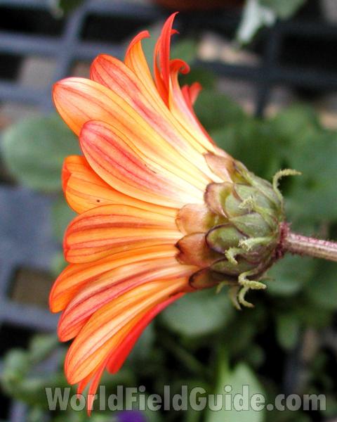 Flower - Side View<br>(Location of Picture: Garden, Okanogan, Washington, USA)