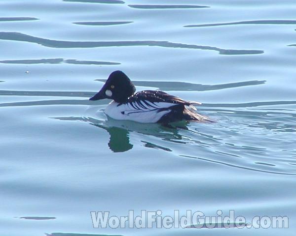 Male - Side View, ssp americana<br>(Location of Picture: Columbia, Washington, USA)