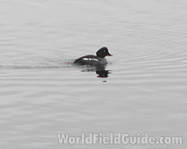 Female in  Habitat, ssp americana<br>(Location of Picture: Columbia, Washington, USA)