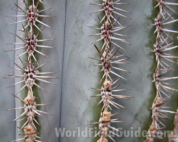 Spines<br>(Location of Picture: Manito Garden, Washington, USA)