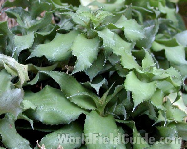Leaves<br>(Location of Picture: Manito Garden, Washington, USA, '05)