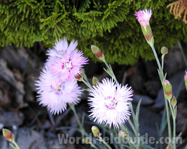 Flower<br>(Location of Picture: Garden, Okanogan, Washington, USA)