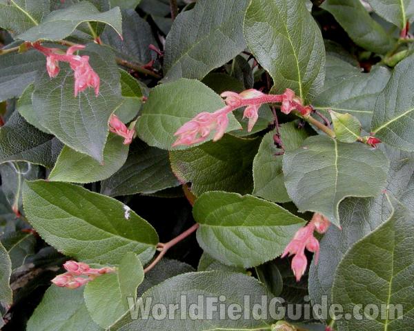 Flowers and Leaves<br>(Location of Picture: Seattle Garden, Wa, USA, 2005)