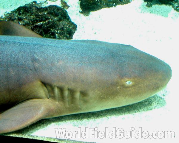 Head<br>(Location of Picture: Tacoma Aquarium, Washington, USA)