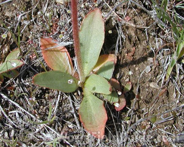 Basal Leaves<br>(Location of Picture: Big Goose, Washington, USA, 2005)