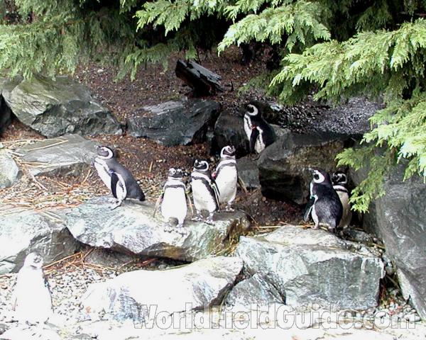 On Shore<br>(Location of Picture: Tacoma Aquarium, Washington, USA)