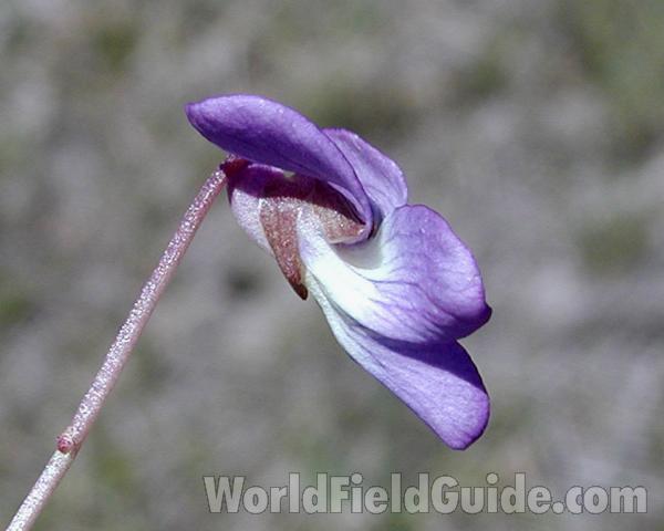 Flower - Side View<br>(Location of Picture: Garden, Okanogan, Wa, USA, 2005)