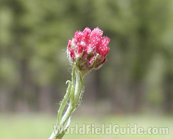 Flower - Side View<br>(Location of Picture: Conconully, Washington, USA, 2005)