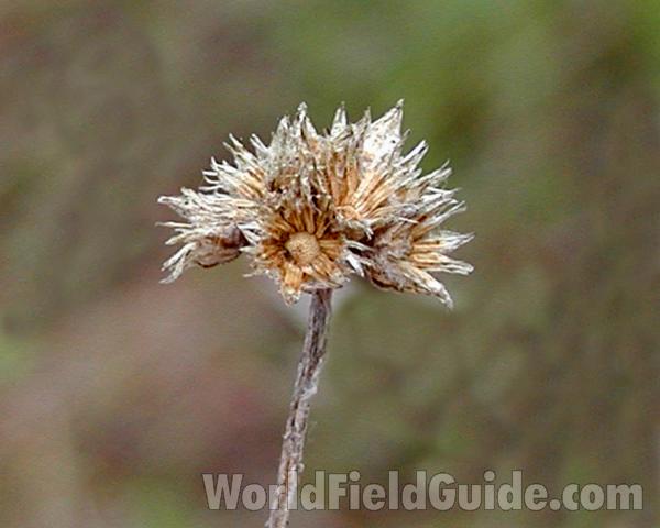 Seed Head<br>(Location of Picture: Conconully, Washington, USA, 2005)
