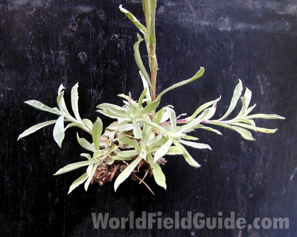 Leaves<br>(Location of Picture: Conconully, Washington, USA, 2005)