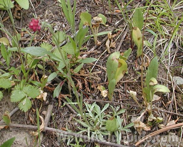 Habitat<br>(Location of Picture: Conconully, Washington, USA, 2005)