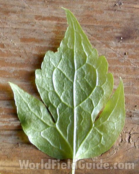 Leaf - Rear View<br>(Location of Picture: Granite Mountain, Washington, USA)