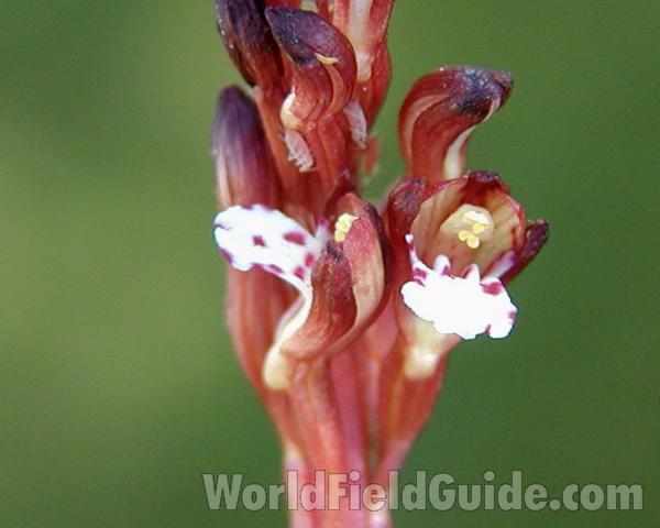 Flower - Close View<br>(Location of Picture: Mt Spokane, Washington, USA, 2005)