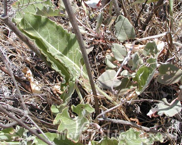 Leaf<br>(Location of Picture: Yakima, Washington, USA, 2005)