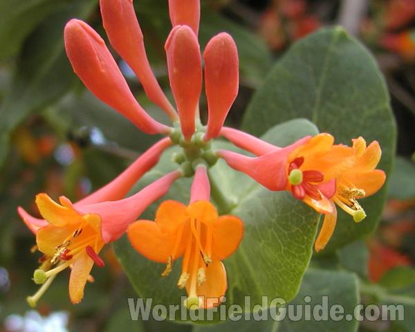 Flowers<br>(Location of Picture: Garden, Okanogan, Washington, USA)