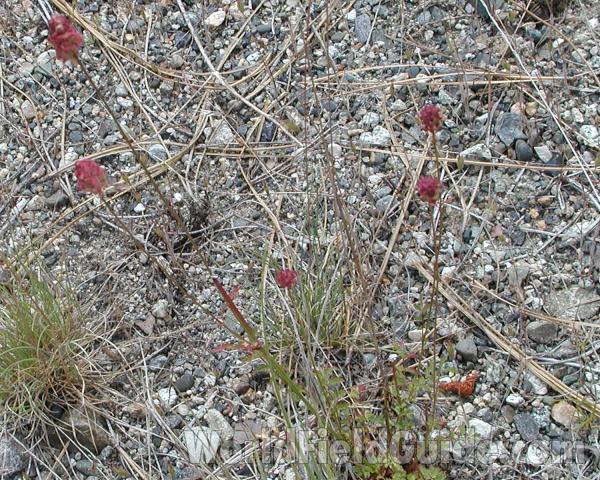 Habitat<br>(Location of Picture: Mt Spokane, Washington, USA, 2005)