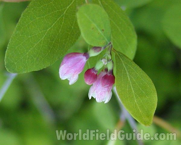 Flower Side View and Leaves<br>(Location of Picture: Conconully, Washington, USA, 2005)
