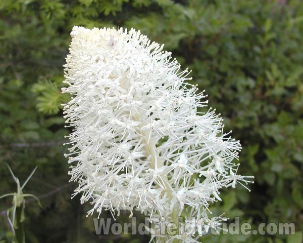 Flower Head<br>(Location of Picture: Mt Spokane, Washington, USA, 2005)