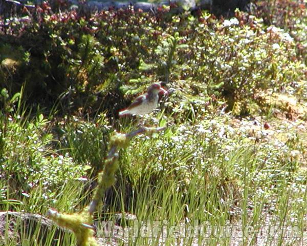 On Branch<br>(Location of Picture: Tiffany, Washington, USA)