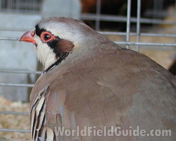 Face - Side View (caged)<br>(Location of Picture: Okanogan, Washington, USA)