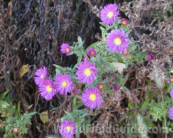 Top Of Plant in  Bloom<br>(Location of Picture: Garden, Okanogan, Washington, USA)