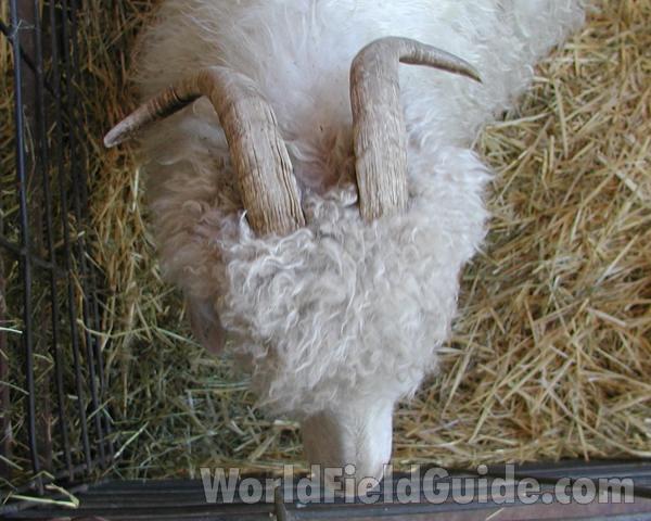 White Headed - Top View<br>(Location of Picture: Fairgrounds, Okanogan, Wa, USA, 05)