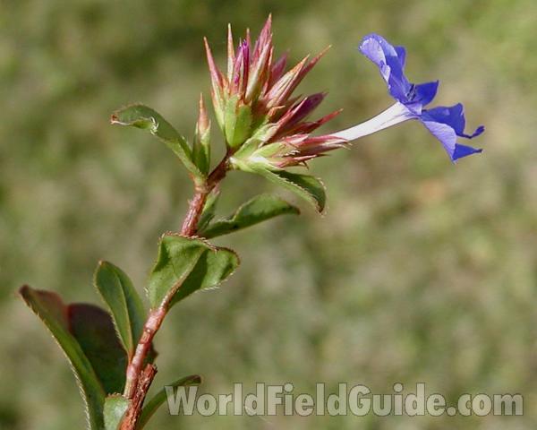 Flower - Side View<br>(Location of Picture: Garden, Okanogan, Washington, USA)