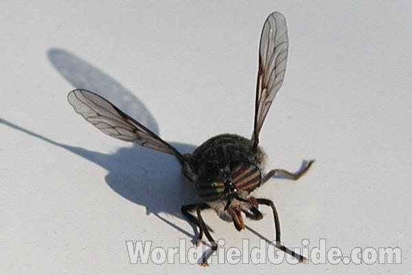 Front View<br>(Location of Picture: Conconully, Washington, USA, 2005)