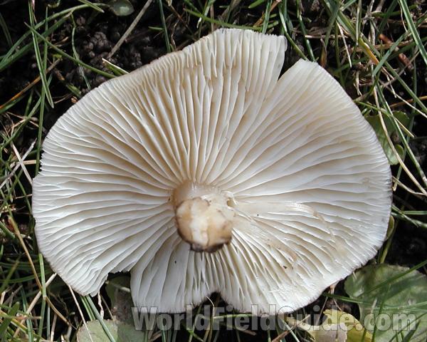 Underside - Close View<br>(Location of Picture: Lawn, Okanogan, Washington, USA, 05)