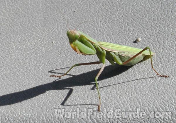 Close View<br>(Location of Picture: Okanogan, Washington, USA, 05)