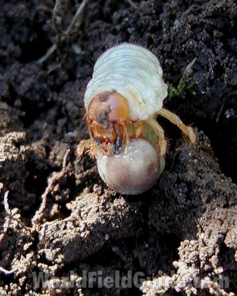 Larvae - Front View<br>(Location of Picture: Okanogan, Washington, USA, 2006)