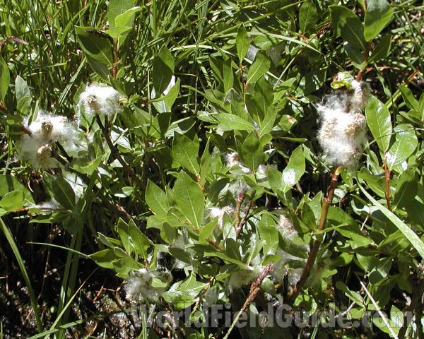 Plants<br>(Location of Picture: Okanogan, Washington, USA 2005)