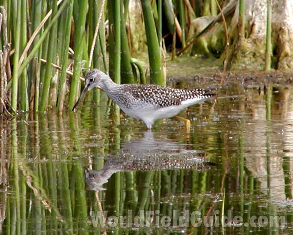 Side View - Wading in  Deep Water<br>(Location of Picture: Big Goose Lake, Washington, USA, 05)