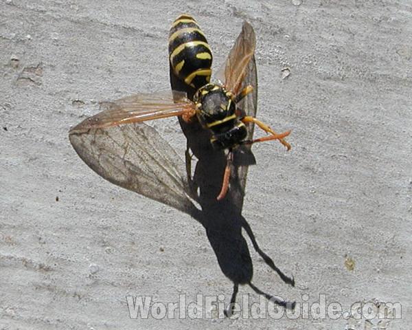 Specimen With Shadow<br>(Location of Picture: Okanogan, Washington, USA, 2005)