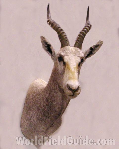 Head View - Mounted<br>(Location of Picture: Taxidermy Specimen)