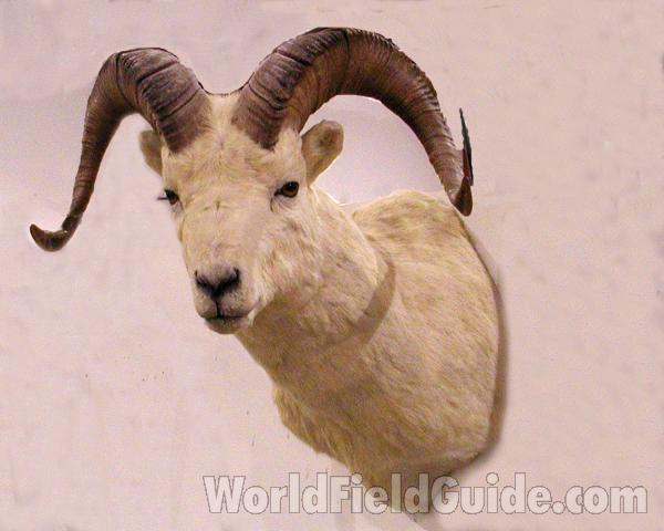 Massive Horns - Mounted<br>(Location of Picture: Taxidermy Specimen)