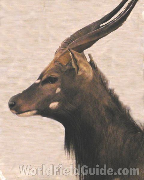 Head - Side View - Mounted<br>(Location of Picture: Taxidermy Specimen)
