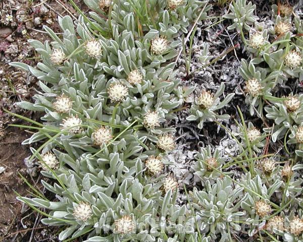 Habitat<br>(Location of Picture: Okanogan, Washington, USA, 2006)