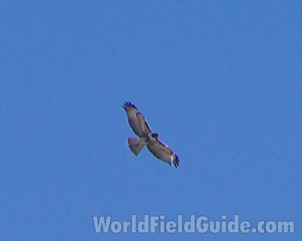 Flying - Underside View<br>(Location of Picture: Omak, Washington, USA, Spring 2006)