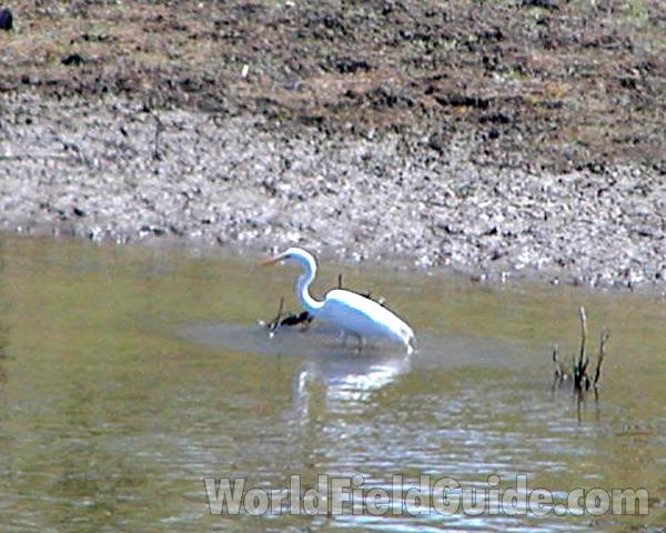 Habitat View<br>(Location of Picture: Omak Lake, Washington, USA, 2006)