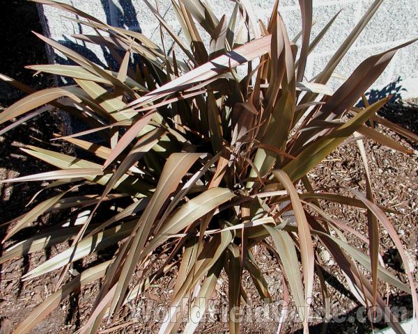 Silhouette<br>(Location of Picture: Commercially Grown)