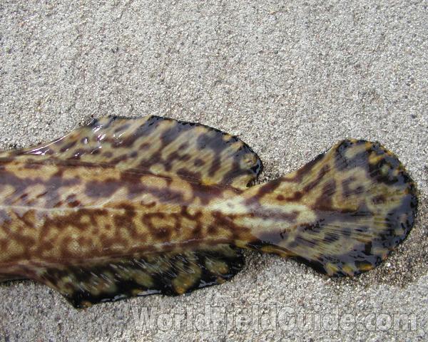 Recent Catch - Tail<br>(Location of Picture: Columbia River, Washington, 2006)