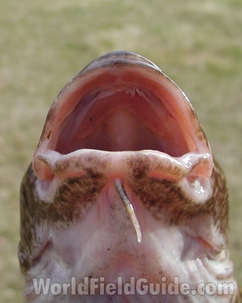 Recent Catch - Mouth<br>(Location of Picture: Columbia River, Washington, 2006)